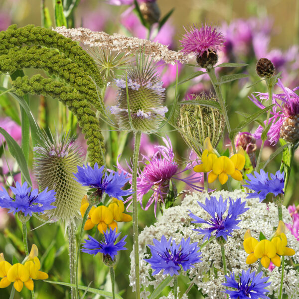 Which wildflowers are annual perennial biennial