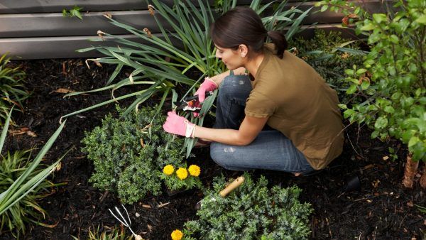 Kabloom: How to Start an Urban Flower Garden Gardening Dream