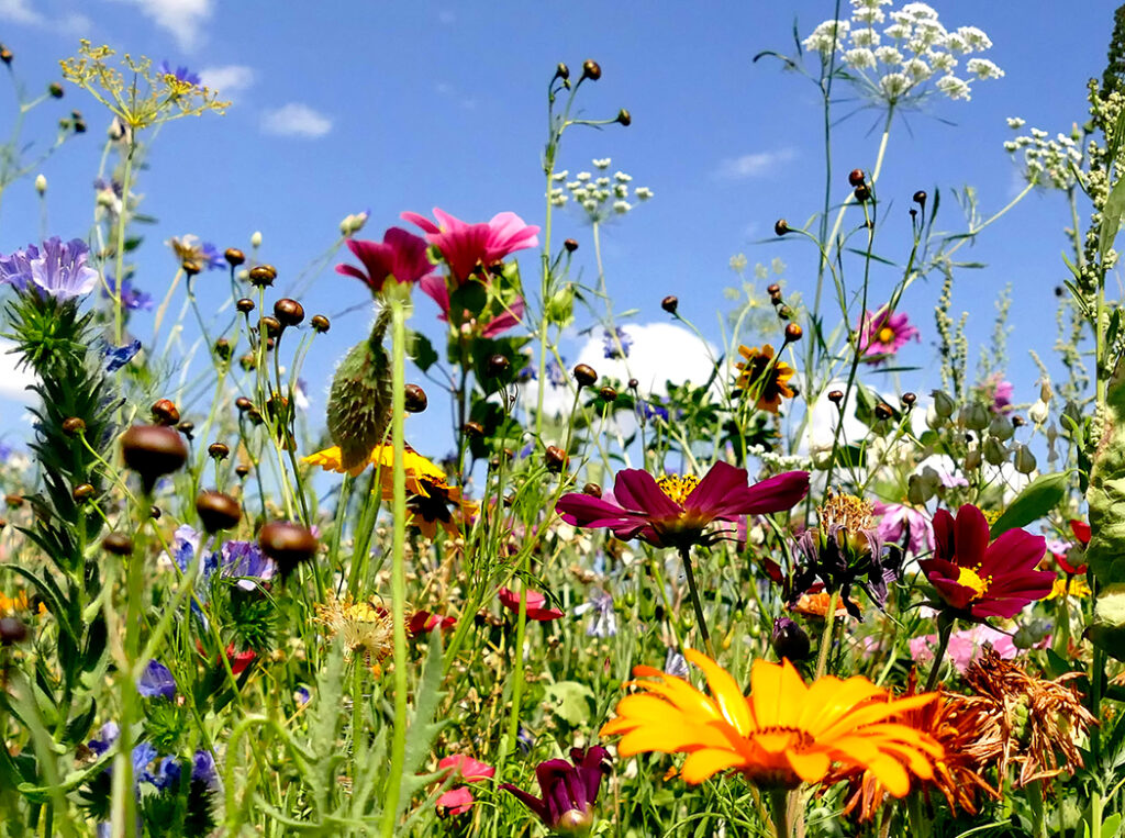 meadow wildflowers