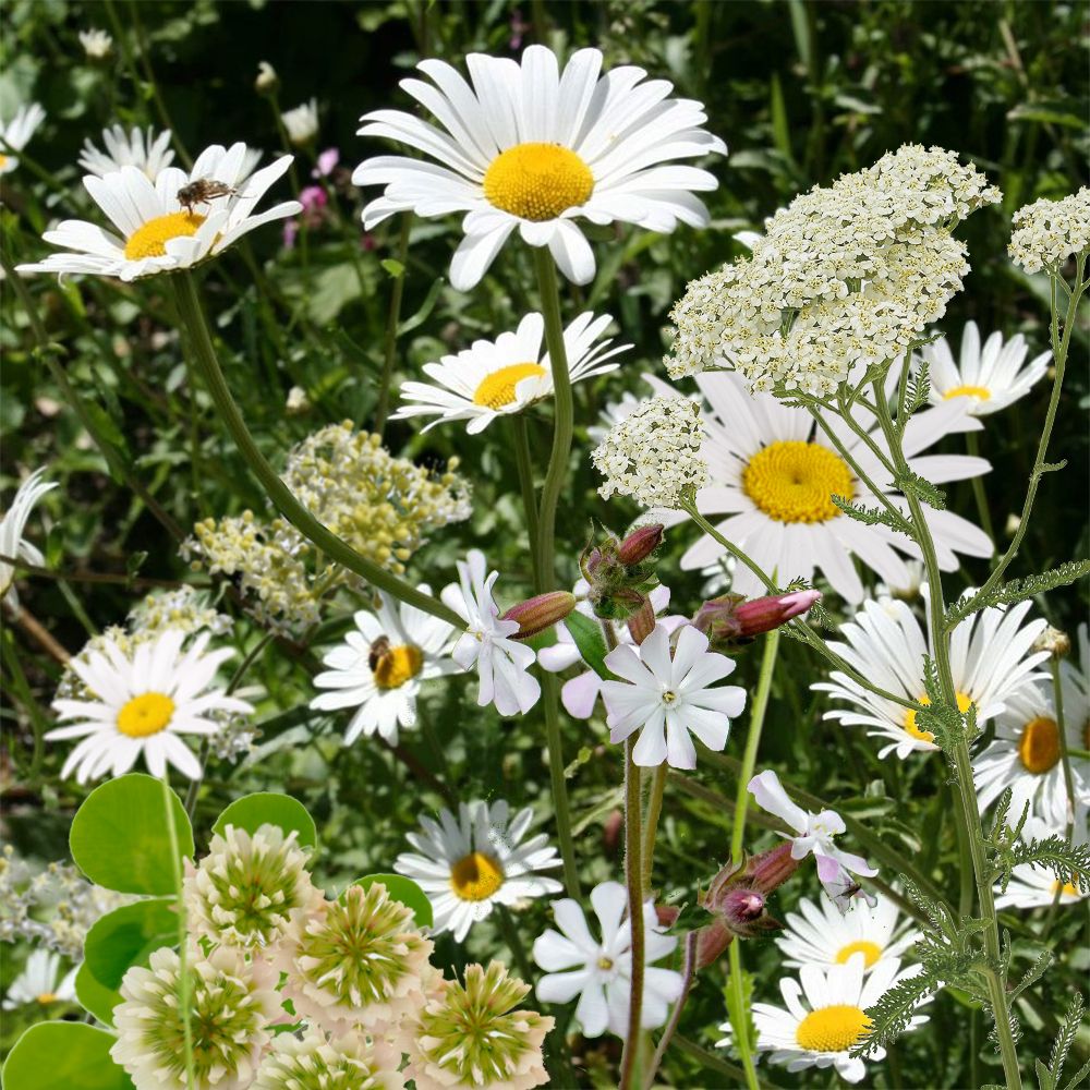 White Wonderland Seedbom Flowers
